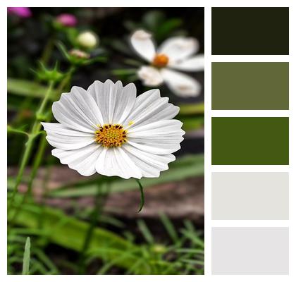 Garden Plant Phone Wallpaper Blossom Wallpaper Flower Nature Flora Bloom Petals Cosmos Image